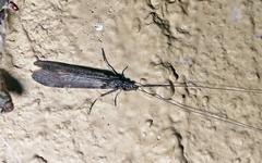 Leptoceridae