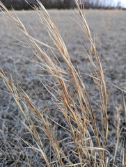Andropogon virginicus