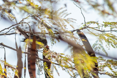 Lysiloma divaricatum