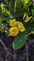 Sanicula maritima