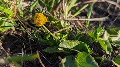 Sanicula maritima