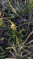 Toxicoscordion fremontii