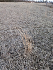 Andropogon virginicus