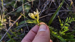 Toxicoscordion fremontii