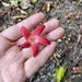 Dipterocarpus gracilis - Photo (c) Khemthong Tonsakulrungruang, some rights reserved (CC BY-NC), uploaded by Khemthong Tonsakulrungruang