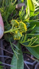 Sanicula maritima