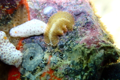 Thysanozoon tentaculatum