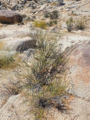 Erythrostemon angulatus