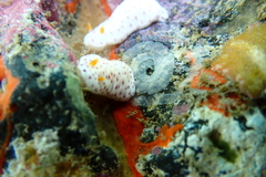 Chromodoris aspersa
