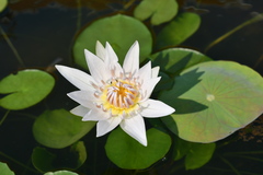 Nymphaea
