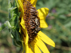 Triepeolus martini