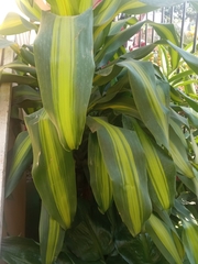 Dracaena fragrans