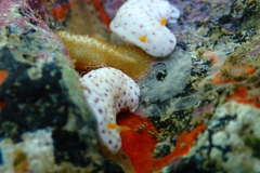 Chromodoris aspersa