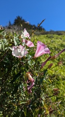 Calystegia macrostegia