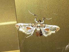 Neoleucinodes elegantalis