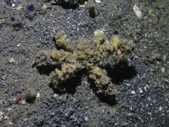 Camposcia retusa