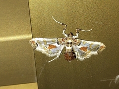 Neoleucinodes elegantalis
