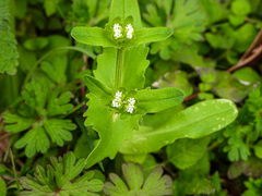 Valerianella radiata