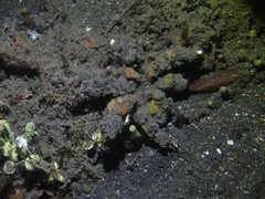 Camposcia retusa