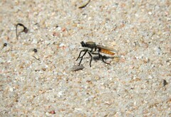 Eccritosia rubriventris