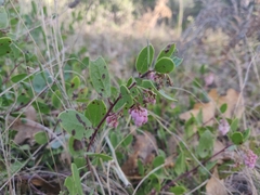 Arctostaphylos densiflora