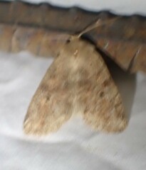 Orthosia rubescens