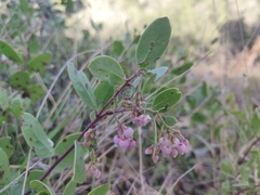 Arctostaphylos densiflora