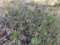 Arctostaphylos densiflora