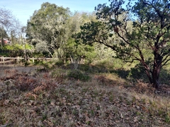Arctostaphylos densiflora