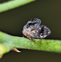 Ricaniidae