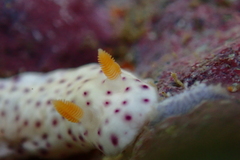Chromodoris aspersa