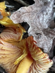 Hygrocybe laetissima