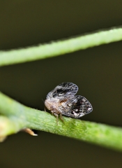 Ricaniidae