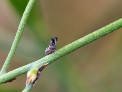 Ricaniidae