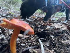 Hygrocybe laetissima
