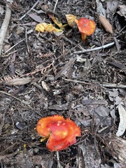 Hygrocybe laetissima