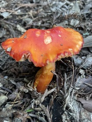 Hygrocybe laetissima