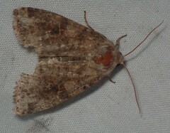 Orthosia rubescens