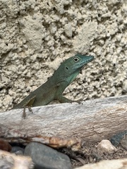 Anolis grahami