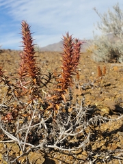 Pleurophora pungens