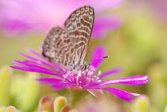 Leptotes trigemmatus