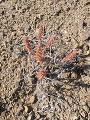 Pleurophora pungens