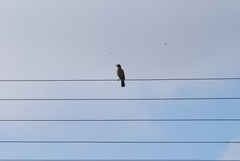 Turdus falcklandii magellanicus