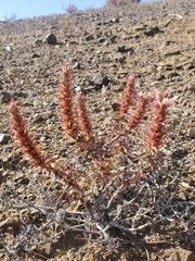 Pleurophora pungens