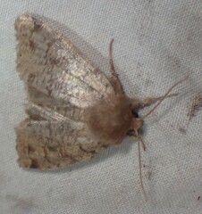 Orthosia rubescens