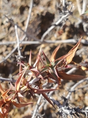 Pleurophora pungens