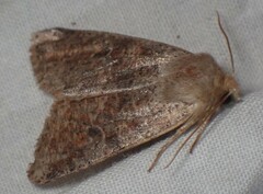 Orthosia rubescens