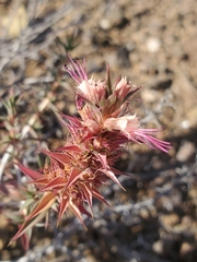 Pleurophora pungens