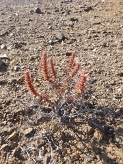 Pleurophora pungens