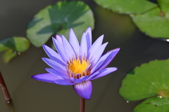 Nymphaea